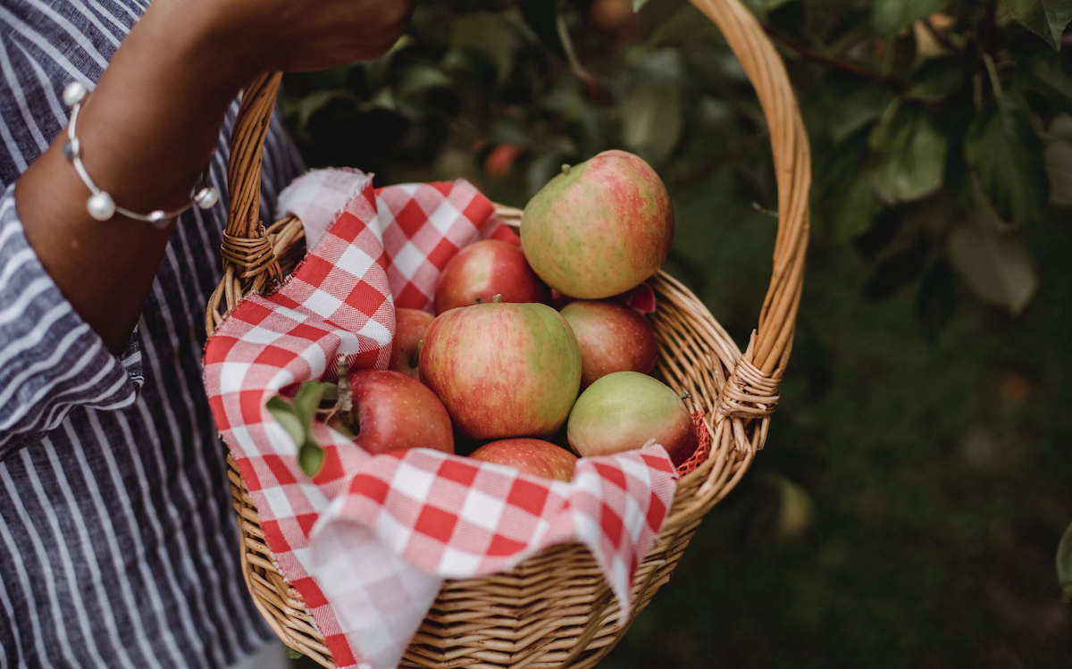 Apple picking in field.