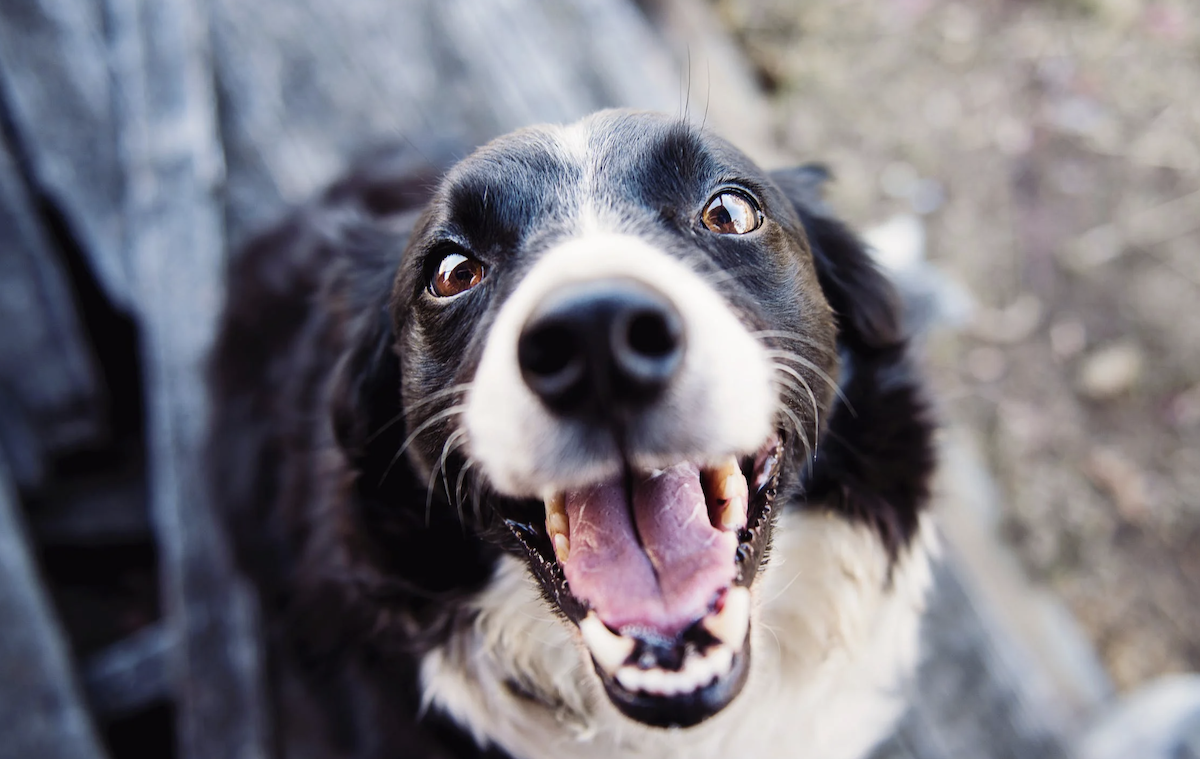 Dog smiling 