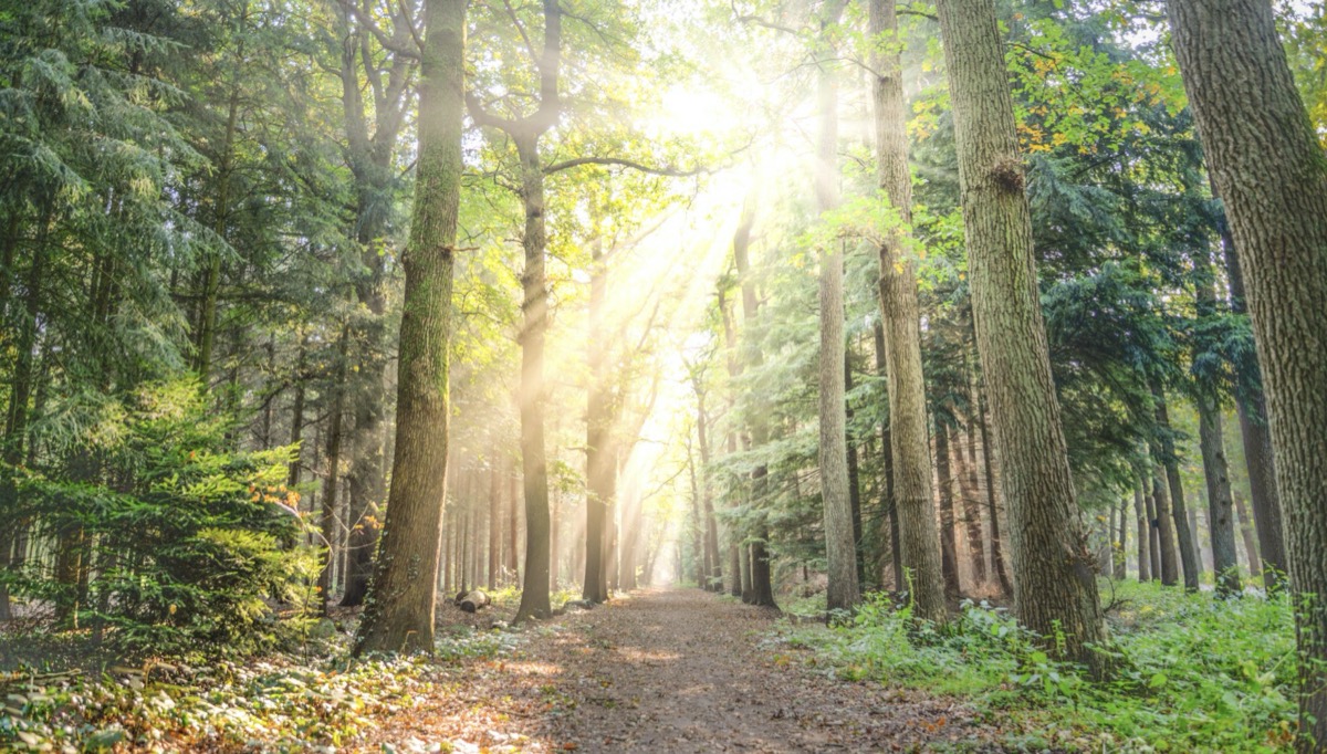 Walking outside in nature. Image - Pexels: Skitterphoto