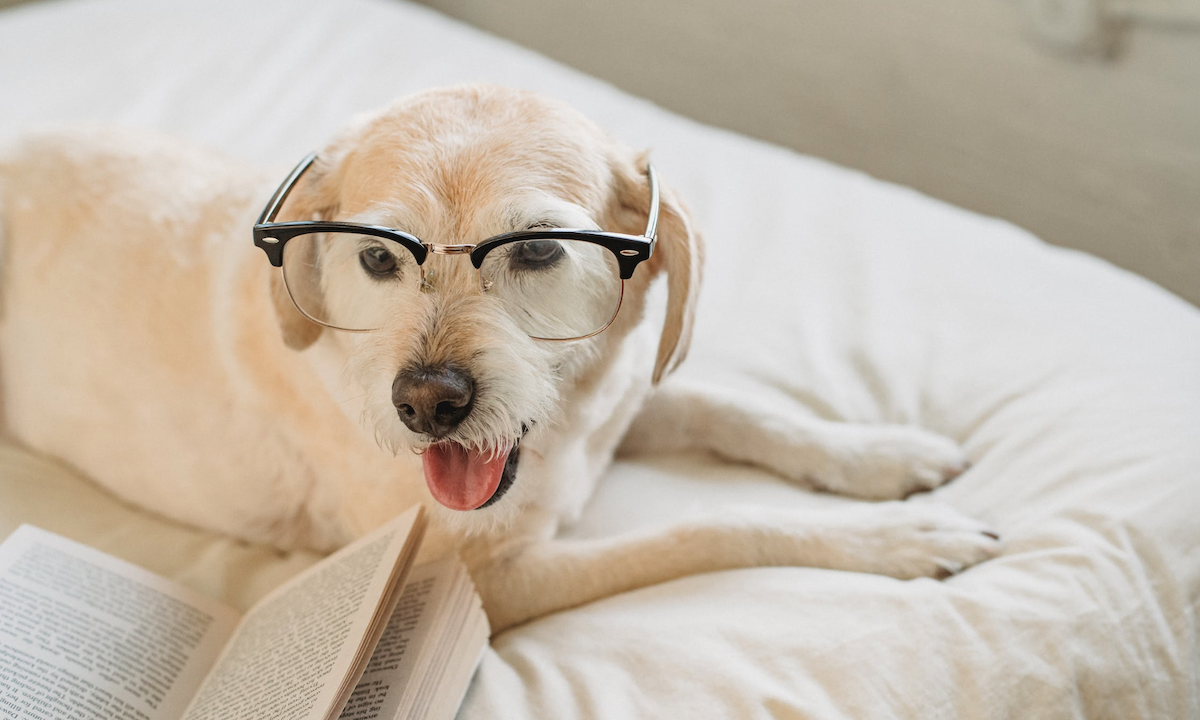 Image: Pexels - Samson Katt Dog looking smart in glasses 